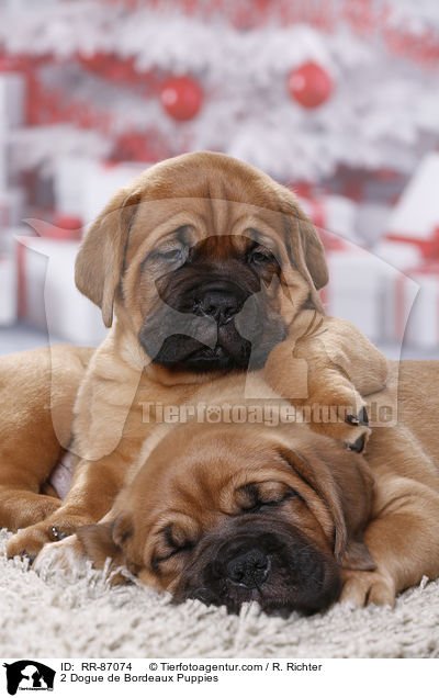 2 Bordeauxdogge Welpen / 2 Dogue de Bordeaux Puppies / RR-87074