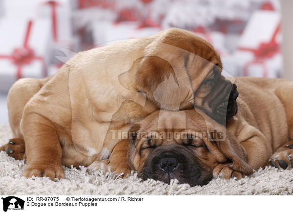 2 Bordeauxdogge Welpen / 2 Dogue de Bordeaux Puppies / RR-87075