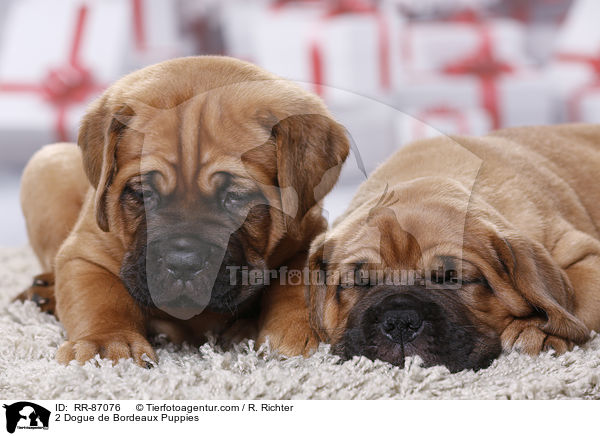 2 Bordeauxdogge Welpen / 2 Dogue de Bordeaux Puppies / RR-87076