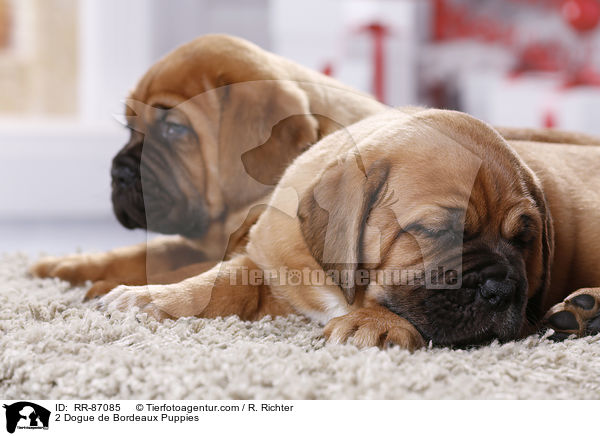 2 Bordeauxdogge Welpen / 2 Dogue de Bordeaux Puppies / RR-87085