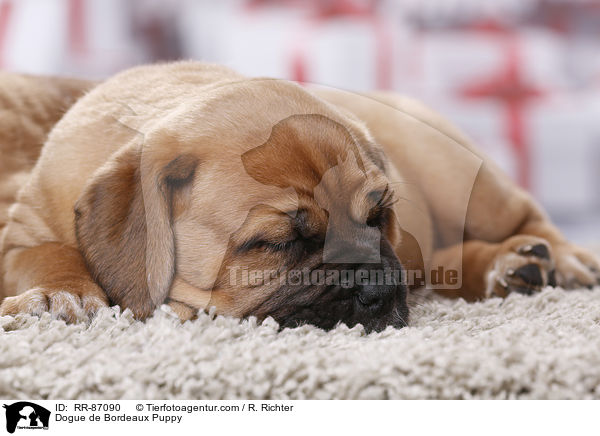 Bordeauxdogge Welpe / Dogue de Bordeaux Puppy / RR-87090