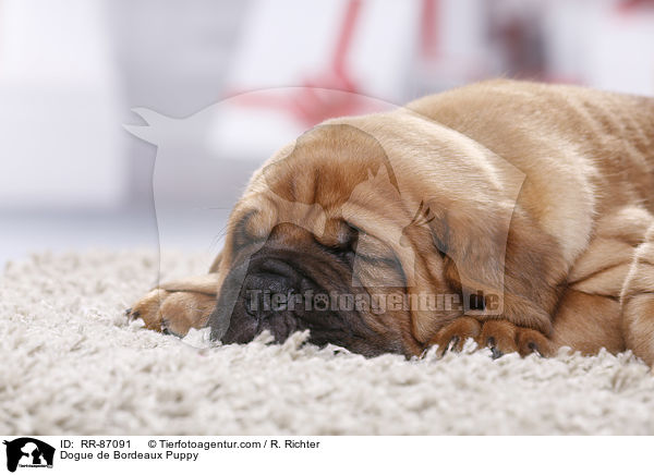 Bordeauxdogge Welpe / Dogue de Bordeaux Puppy / RR-87091