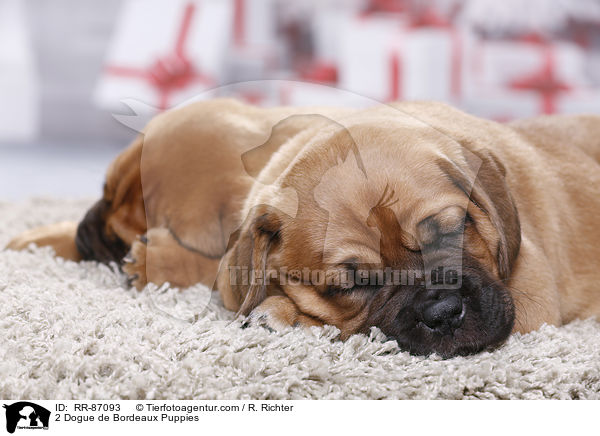 2 Bordeauxdogge Welpen / 2 Dogue de Bordeaux Puppies / RR-87093