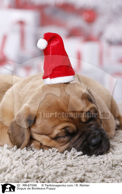 Bordeauxdogge Welpe / Dogue de Bordeaux Puppy / RR-87096