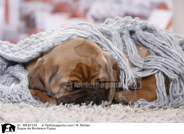 Bordeauxdogge Welpe / Dogue de Bordeaux Puppy / RR-87103
