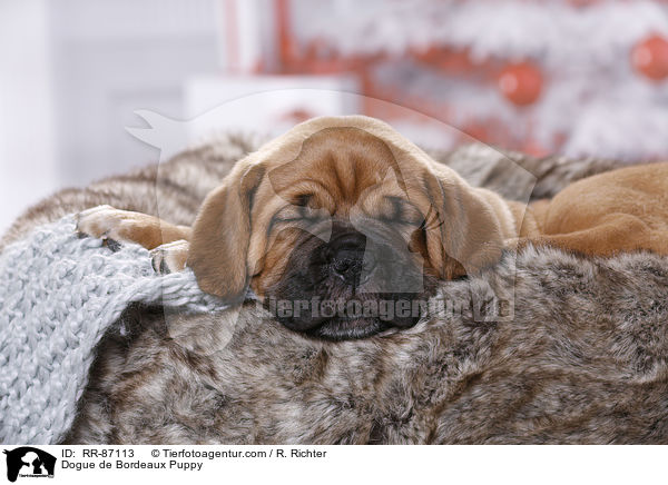 Bordeauxdogge Welpe / Dogue de Bordeaux Puppy / RR-87113