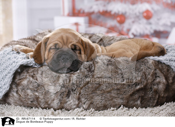 Bordeauxdogge Welpe / Dogue de Bordeaux Puppy / RR-87114