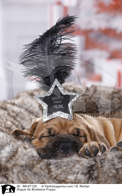 Bordeauxdogge Welpe / Dogue de Bordeaux Puppy / RR-87126
