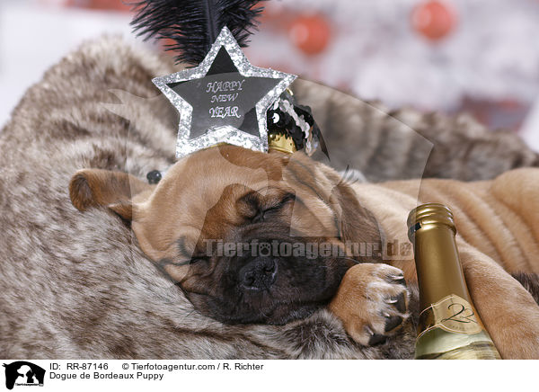Bordeauxdogge Welpe / Dogue de Bordeaux Puppy / RR-87146