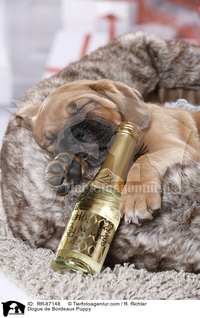 Bordeauxdogge Welpe / Dogue de Bordeaux Puppy / RR-87148