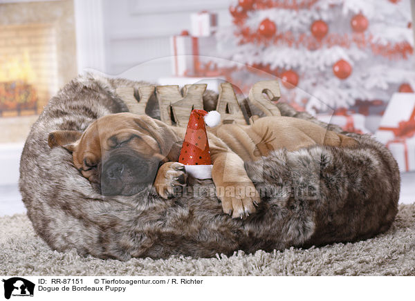 Bordeauxdogge Welpe / Dogue de Bordeaux Puppy / RR-87151