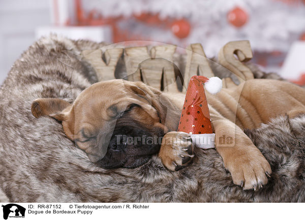 Bordeauxdogge Welpe / Dogue de Bordeaux Puppy / RR-87152