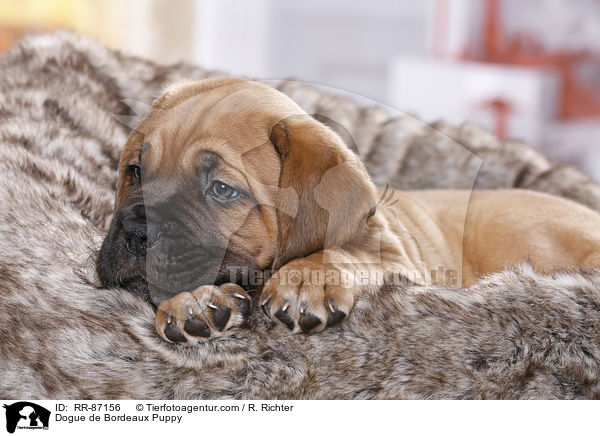 Bordeauxdogge Welpe / Dogue de Bordeaux Puppy / RR-87156