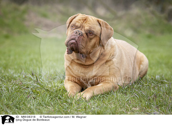 liegende Bordeauxdogge / lying Dogue de Bordeaux / MW-08318