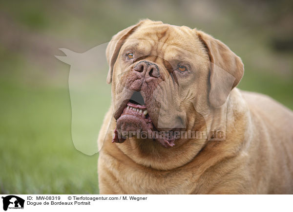 Bordeauxdogge Portrait / Dogue de Bordeaux Portrait / MW-08319