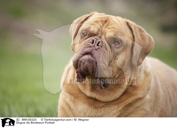 Bordeauxdogge Portrait / Dogue de Bordeaux Portrait / MW-08320