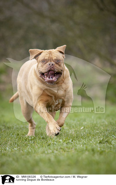 rennende Bordeauxdogge / running Dogue de Bordeaux / MW-08326