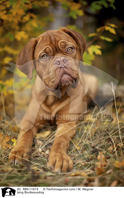 liegende Bordeauxdogge / lying Bordeauxdog / MW-11674