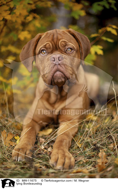 liegende Bordeauxdogge / lying Bordeauxdog / MW-11675