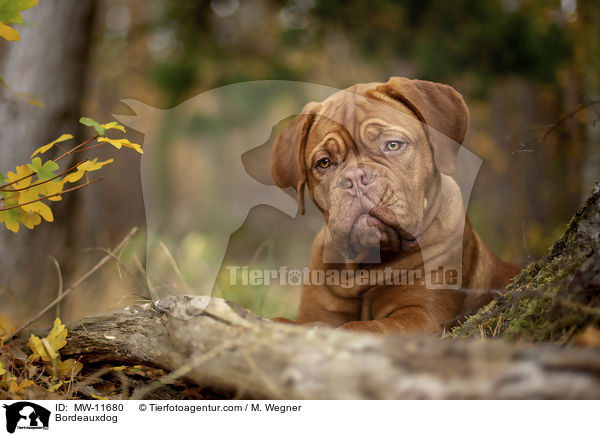 Bordeauxdogge / Bordeauxdog / MW-11680