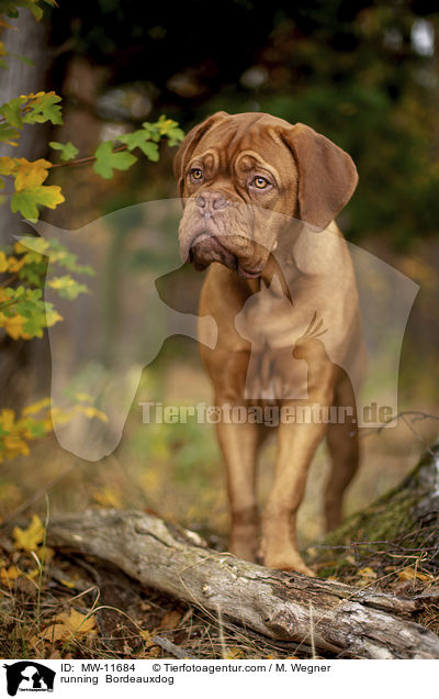 rennende Bordeauxdogge / running  Bordeauxdog / MW-11684