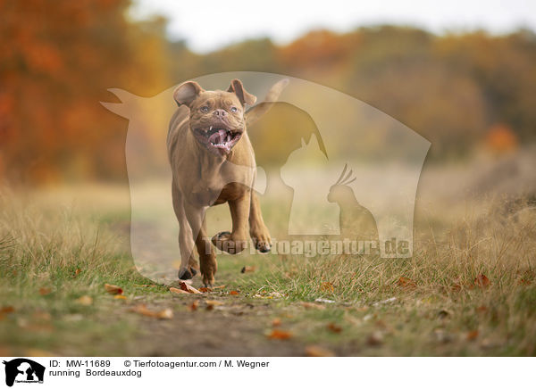 running  Bordeauxdog / MW-11689