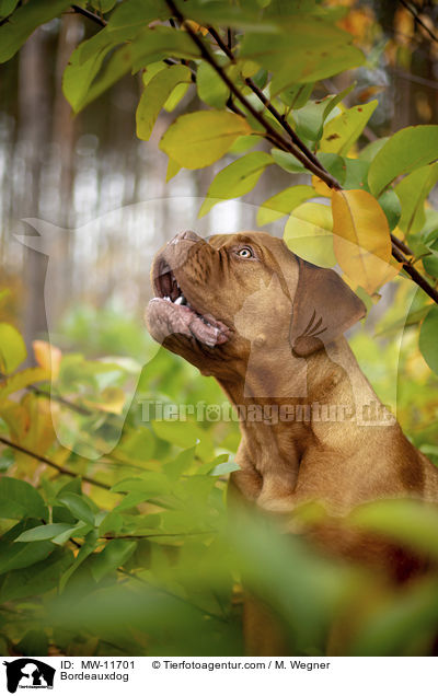 Bordeauxdogge / Bordeauxdog / MW-11701
