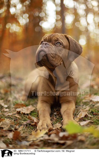 liegende Bordeauxdogge / lying Bordeauxdog / MW-11711