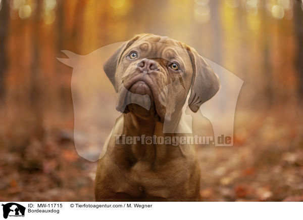 Bordeauxdogge / Bordeauxdog / MW-11715