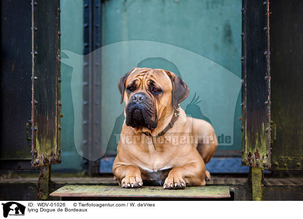 liegende Bordeauxdogge / lying Dogue de Bordeaux / WDV-01026