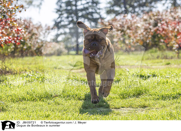 Bordeauxdogge im Sommer / Dogue de Bordeaux in summer / JM-09721