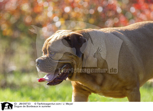 Bordeauxdogge im Sommer / Dogue de Bordeaux in summer / JM-09733