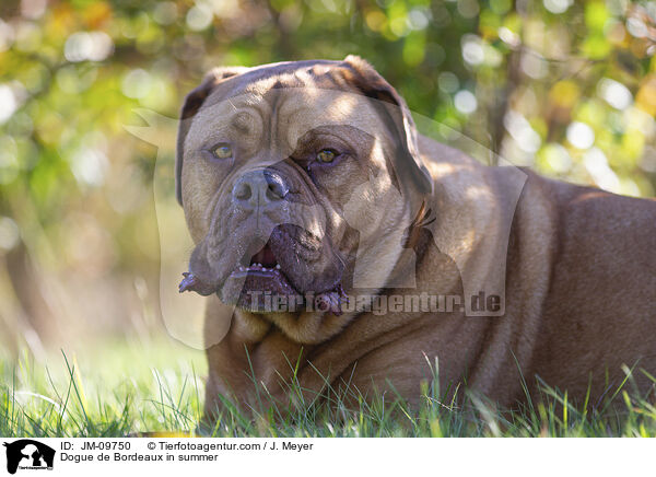 Bordeauxdogge im Sommer / Dogue de Bordeaux in summer / JM-09750
