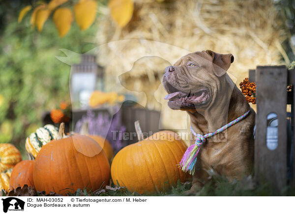 Bordeauxdogge im Herbst / Dogue Bordeaux in autumn / MAH-03052
