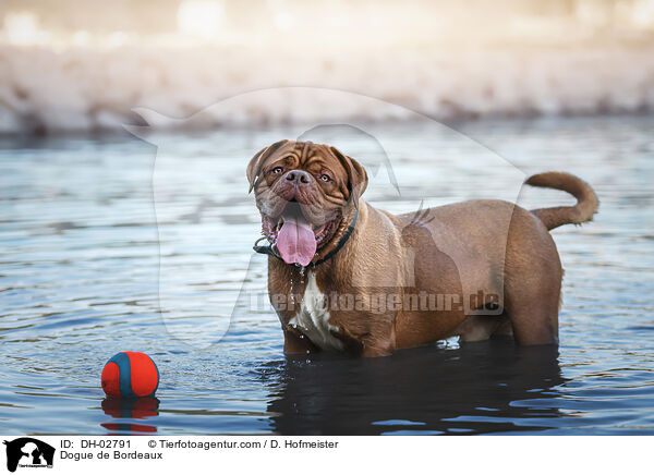 Dogue de Bordeaux / DH-02791