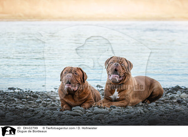 Dogue de Bordeaux / DH-02799