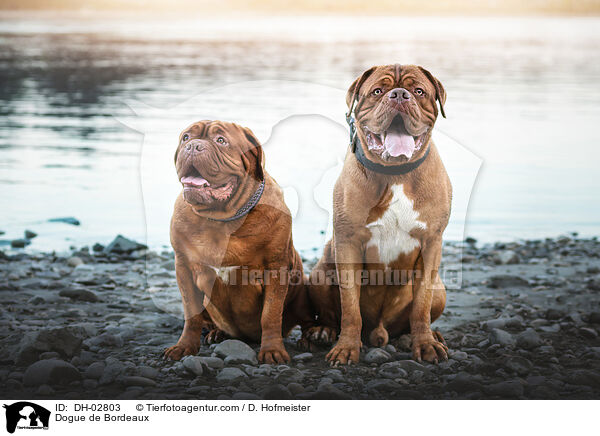 Bordeauxdogge / Dogue de Bordeaux / DH-02803