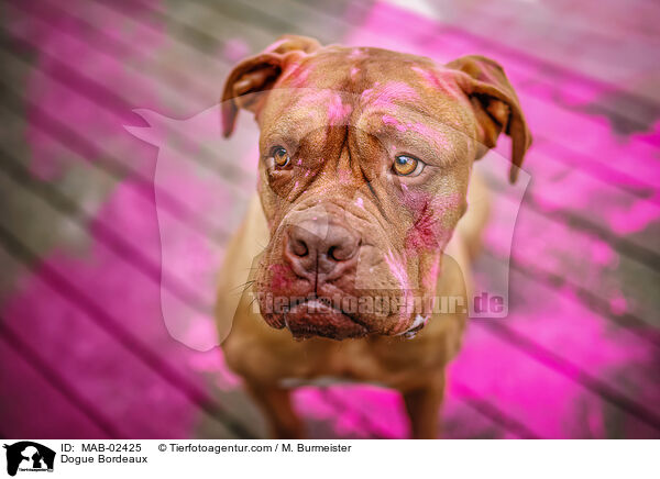Bordeauxdogge / Dogue Bordeaux / MAB-02425