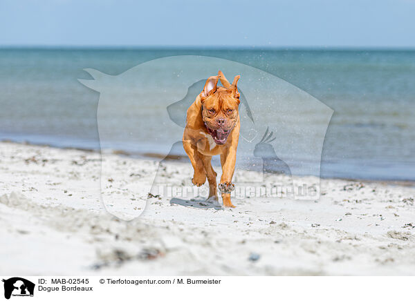 Bordeauxdogge / Dogue Bordeaux / MAB-02545
