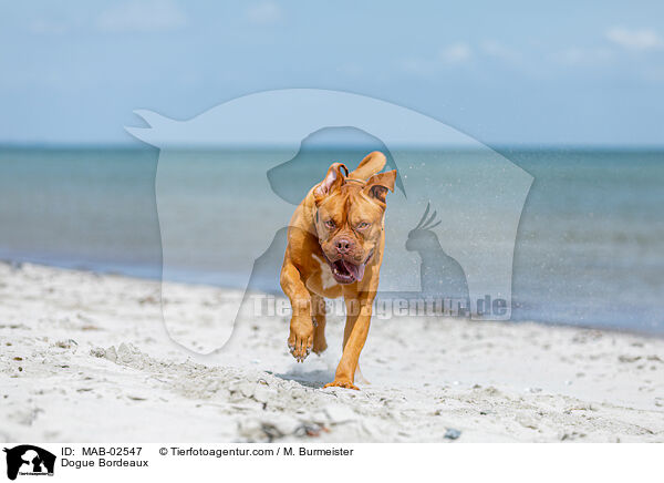 Bordeauxdogge / Dogue Bordeaux / MAB-02547