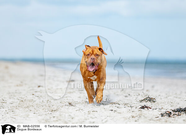Dogue Bordeaux / MAB-02556