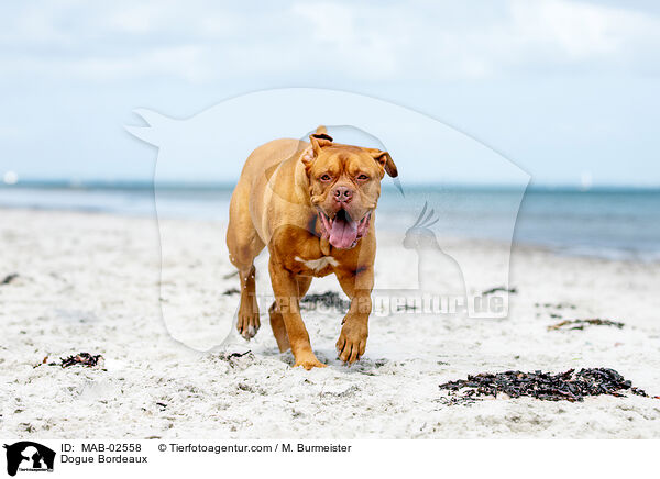 Bordeauxdogge / Dogue Bordeaux / MAB-02558