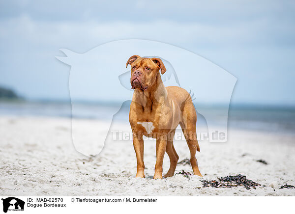 Bordeauxdogge / Dogue Bordeaux / MAB-02570