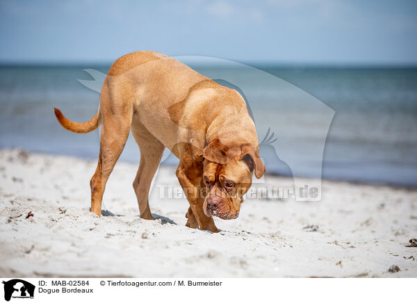 Dogue Bordeaux / MAB-02584