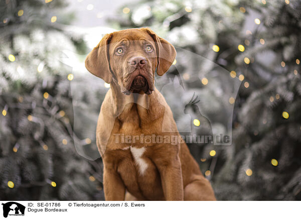 Bordeauxdogge / Dogue Bordeaux / SE-01786