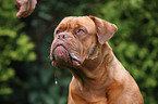 French Mastiff Portrait
