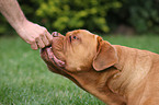 French Mastiff Portrait