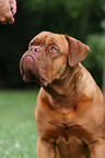 French Mastiff Portrait