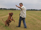 man playing with Bordeauxdog
