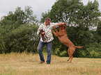 man playing with Bordeauxdog